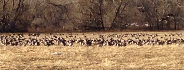 geese sitting in a field