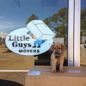 Puppy sitting on moving box in front of window with Little Guys Movers logo