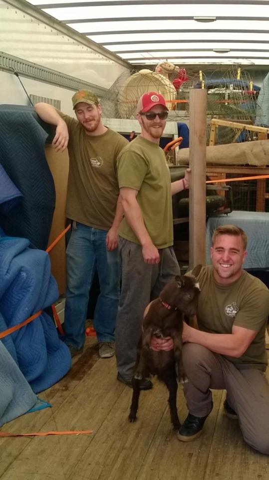 Three movers posing with a small goat in the back of a truck