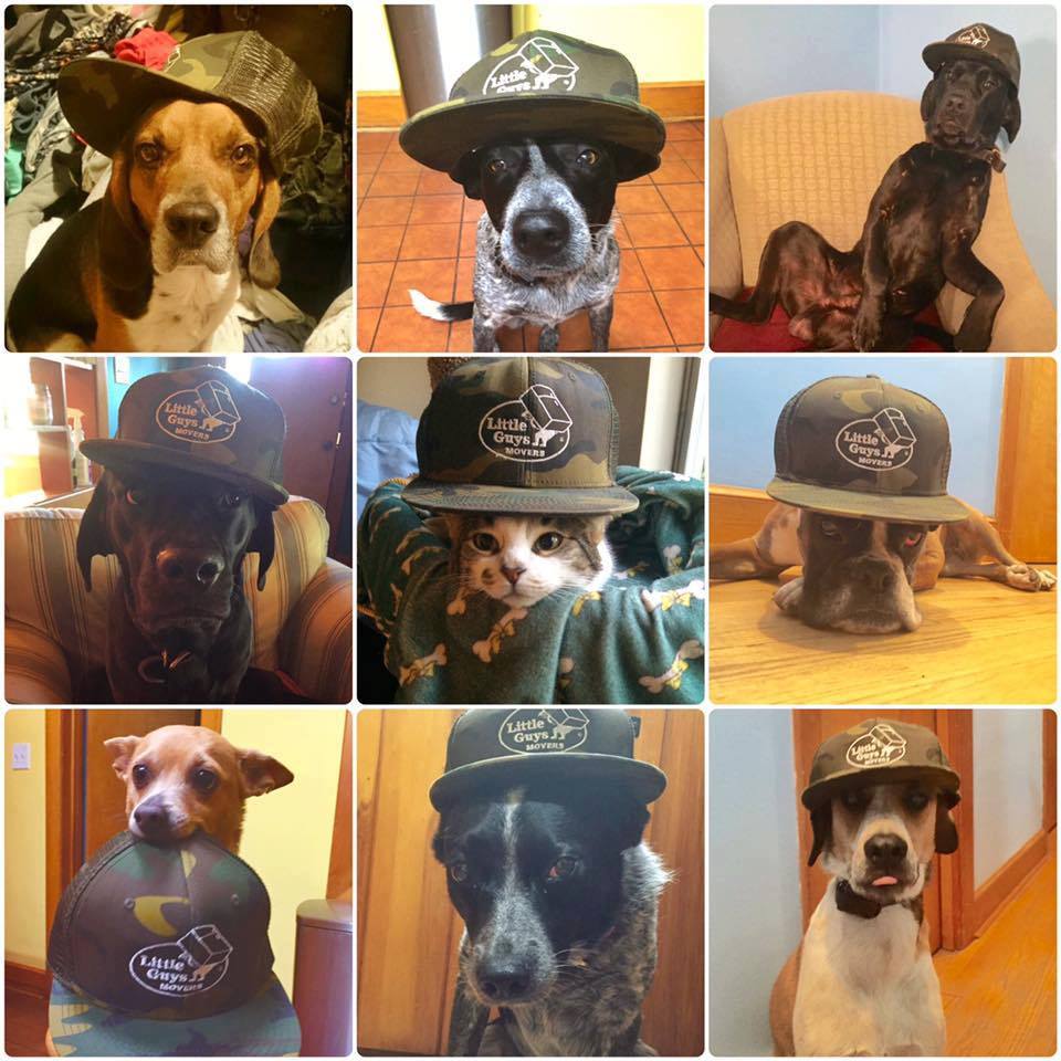 A collage of pictures of shop dogs wearing Little Guys baseball caps