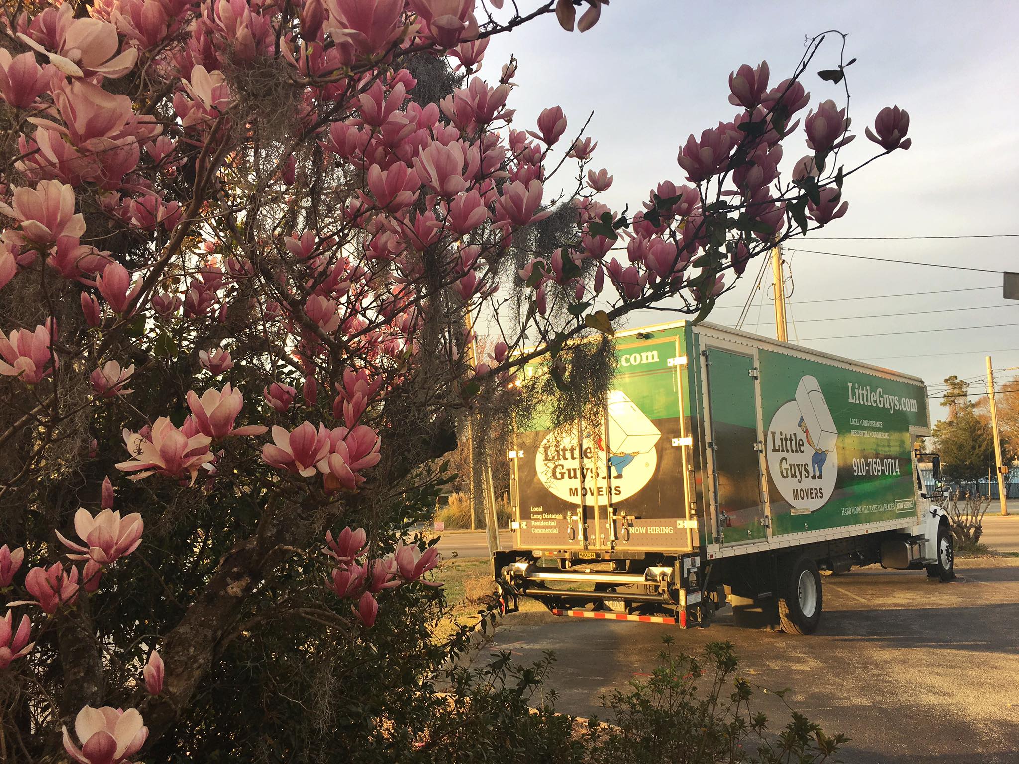 A beautiful tree covered in pink flowers takes up the left half of the image, and a Little Guys truck is parked on the right half