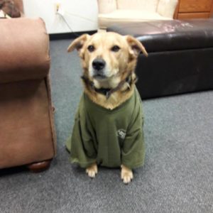 A cute dog in a Little Guys shirt