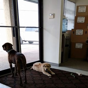 Two dogs at a Little Guys Movers office