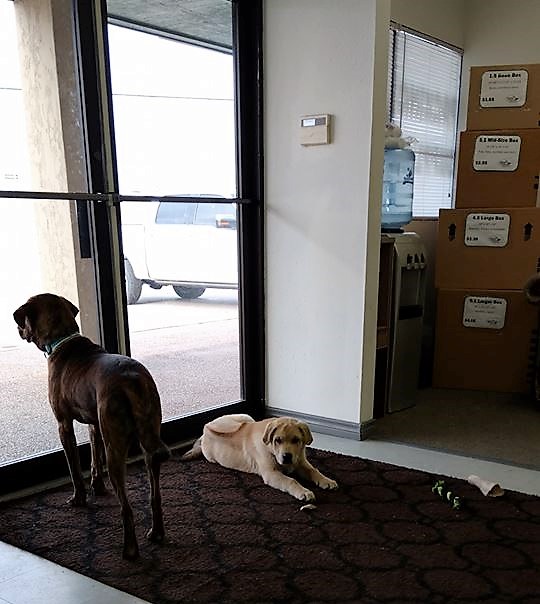Two dogs at a Little Guys office