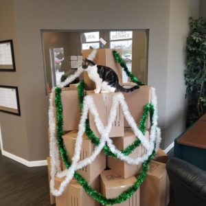cat sitting on Christmas tree made of boxes