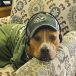 A sweet dog in Little Guys Movers merch perches his head on a comfy chair, looking at the camera, with a phone headset on. He's ready to help you!