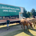Three beautiful horses and a Little Guys mover stand in front of the Norman Little Guys Movers moving truck.