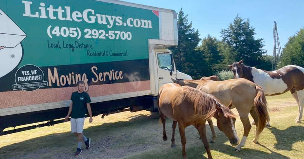 Three beautiful horses and a Little Guys mover stand in front of the Norman Little Guys Movers moving truck.