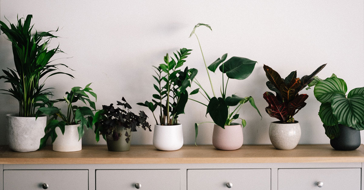 A shelf with plants lined up on it