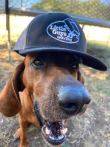 The cutest brown dog you ever saw wear wears a Little Guys Movers hat.
