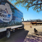 Two cow dogs run around a Little Guys Movers moving truck